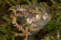 Pisaura_mirabilis_D7486_Z_90_NP De Hoge Veluwe_Nederland